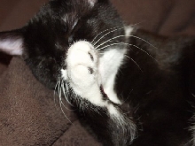 Chloe sleeping