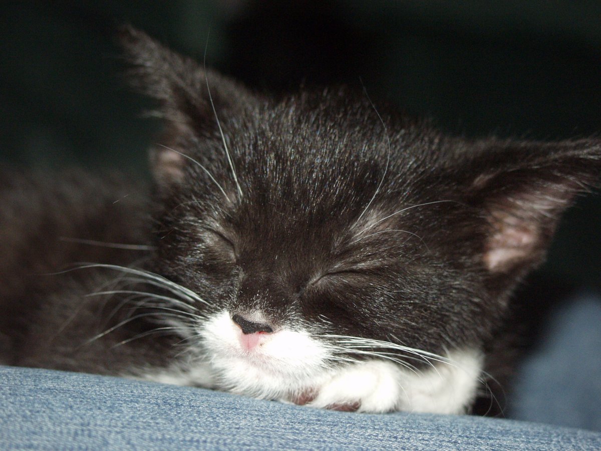 Chloe sleeping