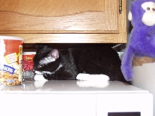 Chloe under the microwave