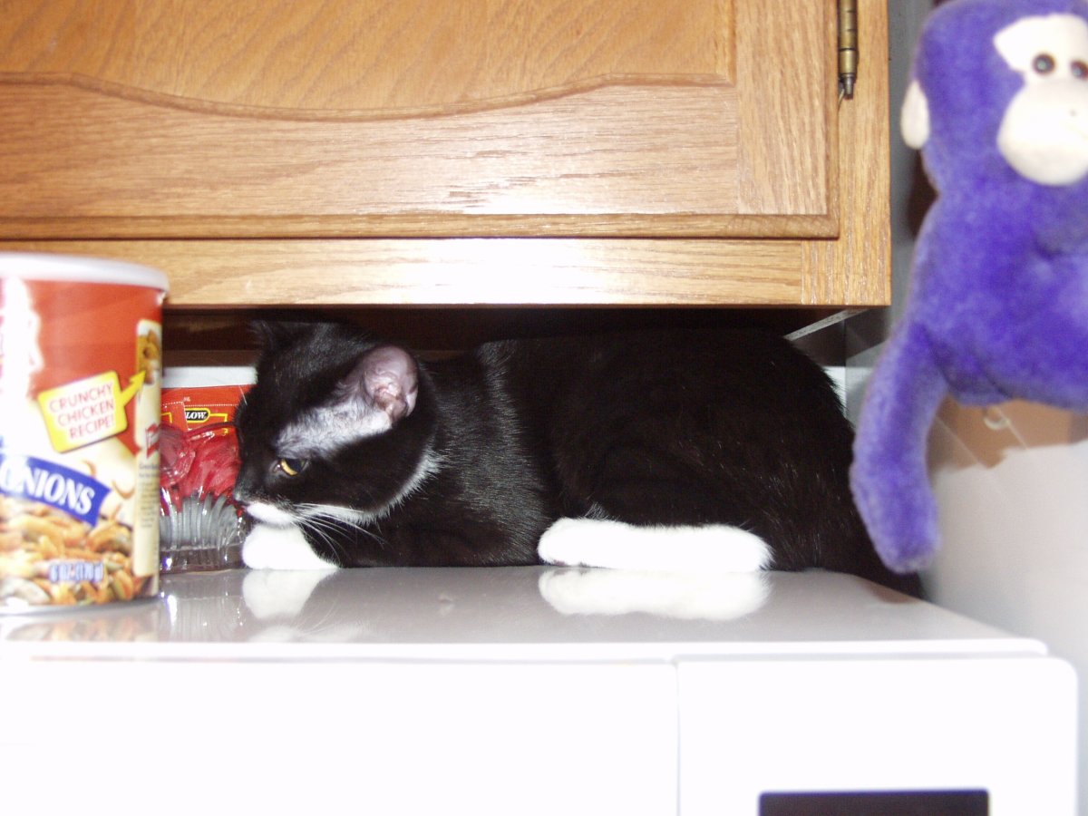 Chloe under the microwave