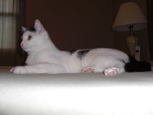 Clark on the bed