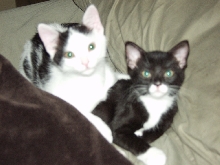 Kittens in bed