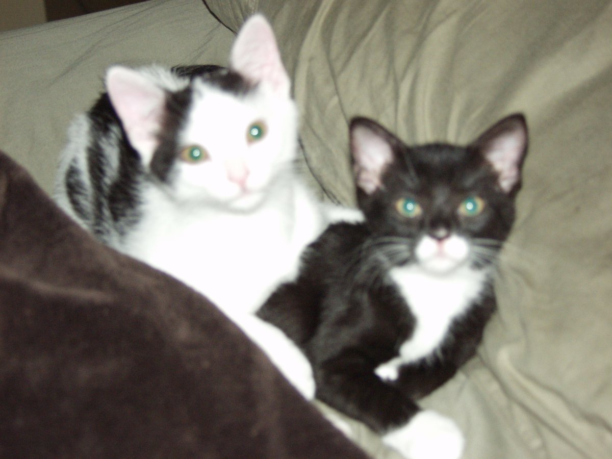 Kittens in bed