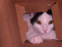 Clark in box