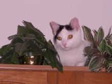 In the Jungle