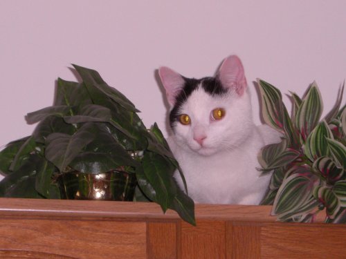 In the Jungle