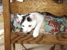 Clark on the chair