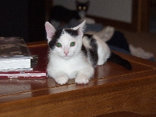 Clark on the coffee table