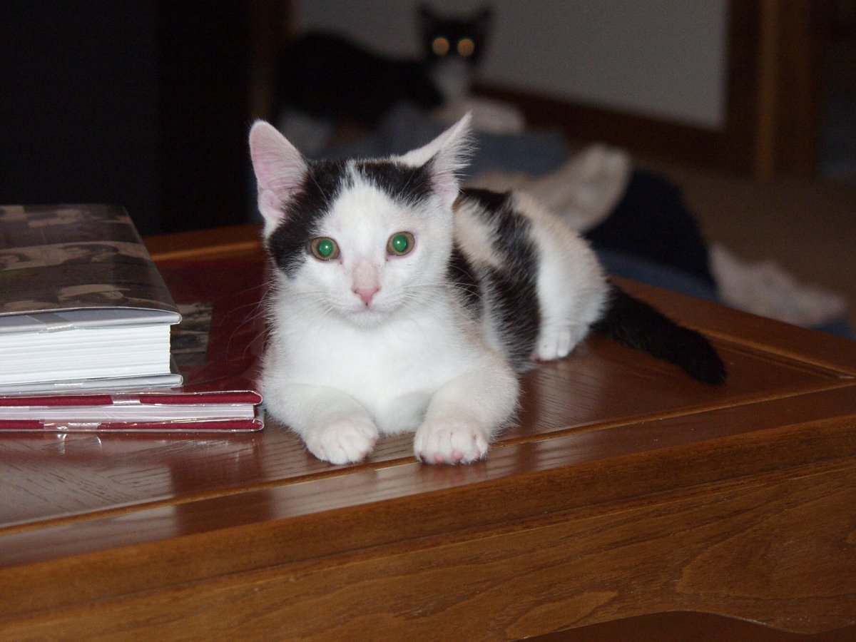 Clark on the coffee table