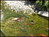 Goldfish in waterfall stream