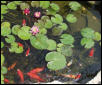 My goldfish and flowers