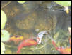 Goldfish