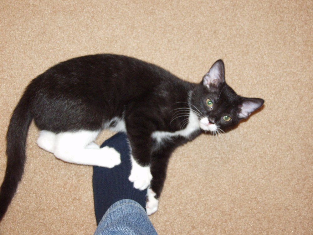 Foot attack!