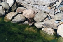 Frog in Pond