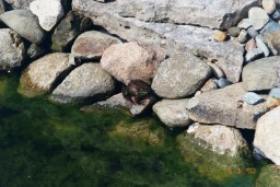 Frog in Pond