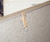 Leopard Gecko Climbing