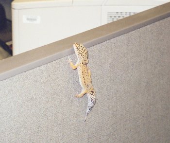 Leopard Gecko Climbing
