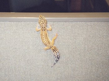 Leopard Gecko climbing 2