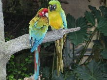 Beautiful parrots