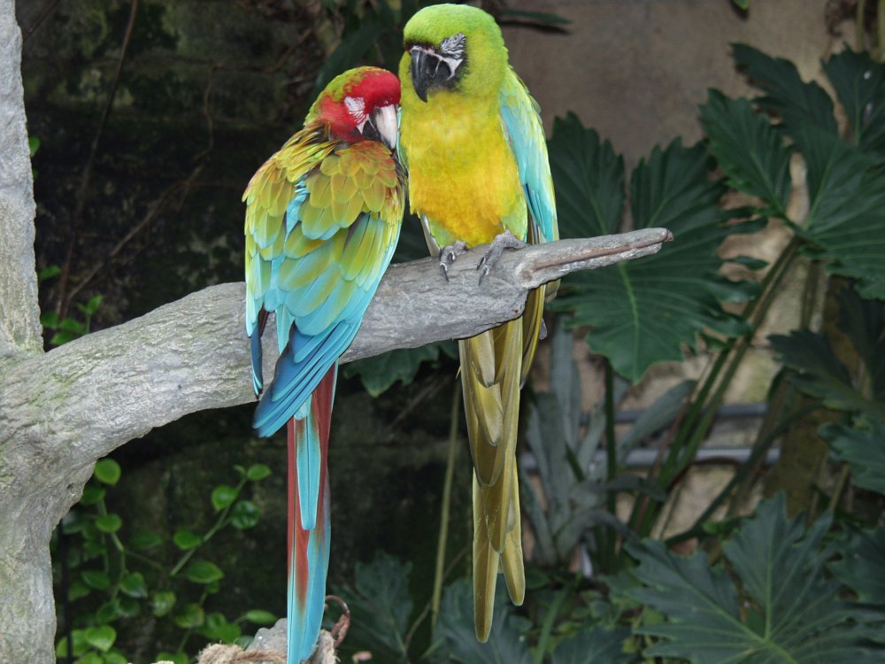 Beautiful parrots