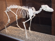 Greyhound bones