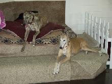 Greyhound fix