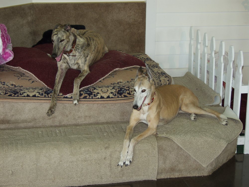 Greyhound fix