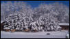Horses in snow
