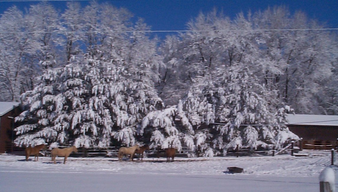 Horses in snow