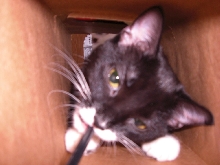 Playing in the box