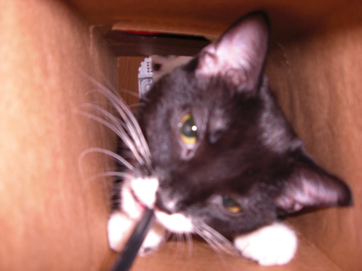 Playing in the box