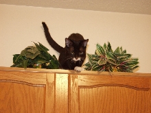 In the jungle?