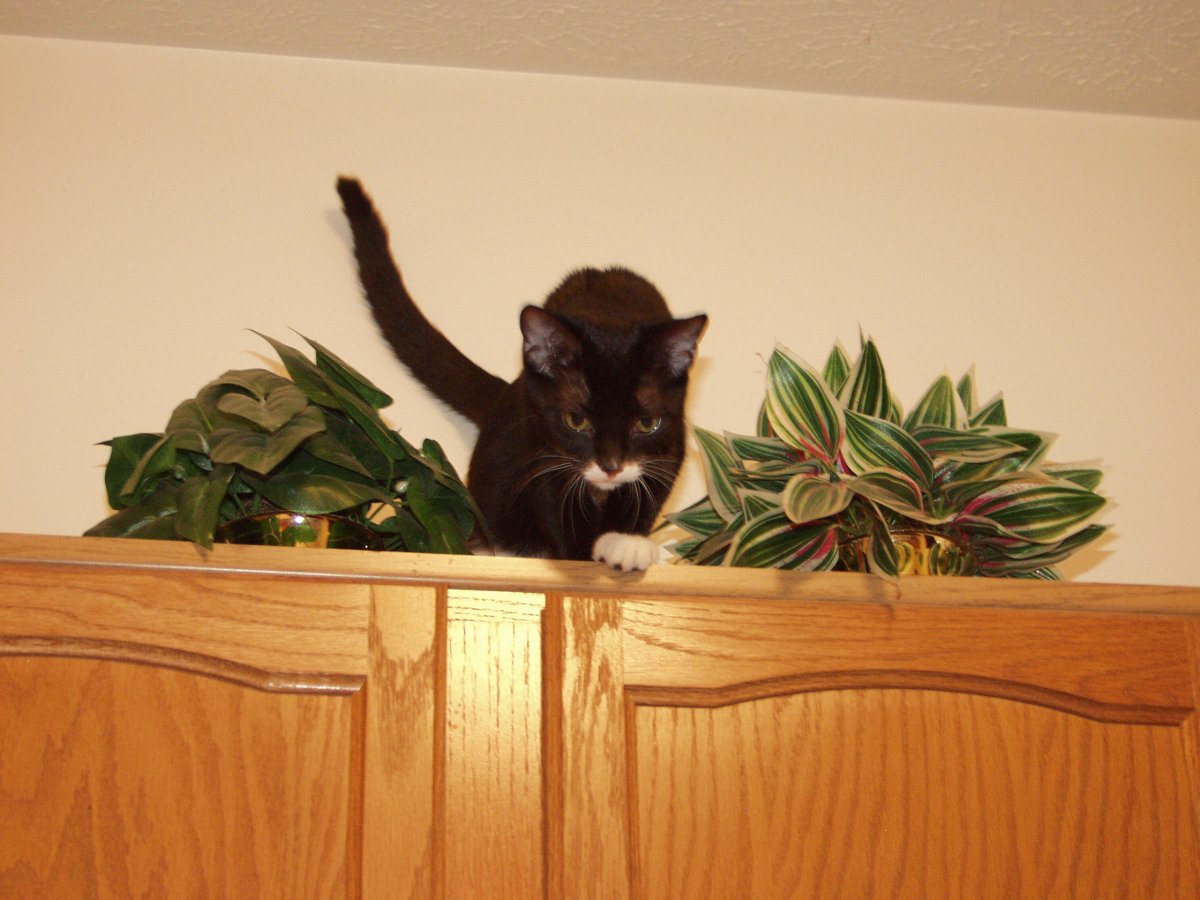 In the jungle?