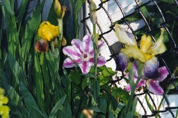 Odd flower