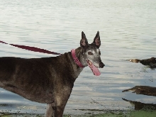 Jadzia at the lake
