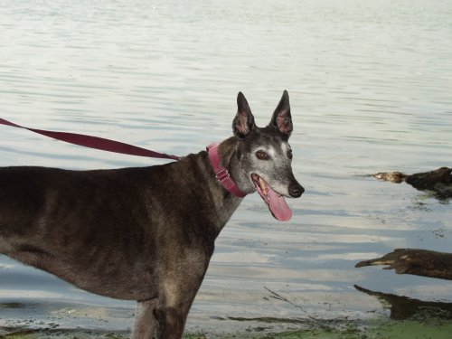 Jadzia at the lake