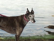 Jadzia at the lake 2