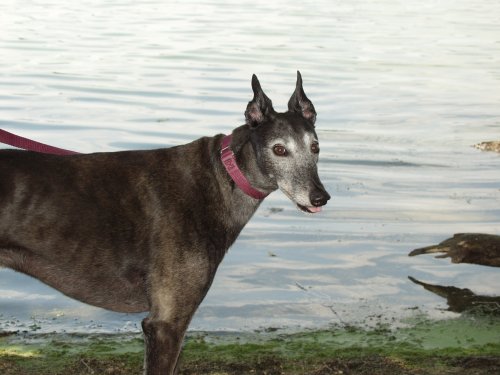 Jadzia at the lake 2