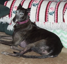 Jadzia