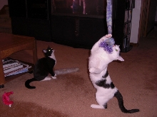 Just Playing