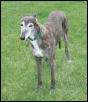 Kira still checking out yard.