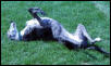 Kira Rolling