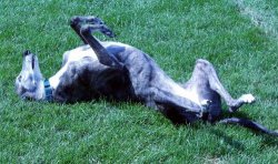 Kira Rolling
