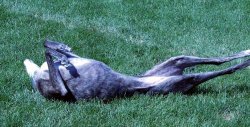 Kira Rolling again
