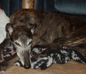 Kira Sleeping