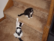 Kittens on the stairs