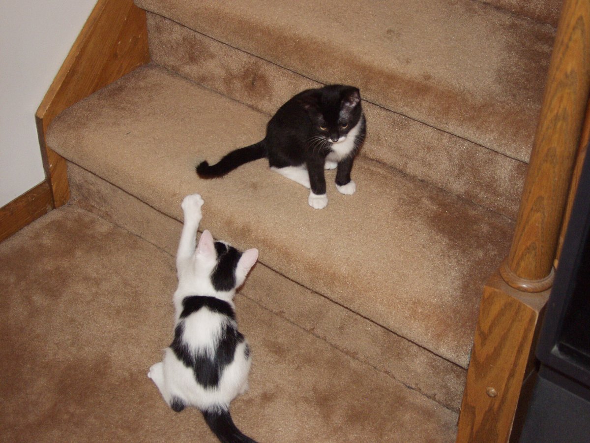 Kittens on the stairs