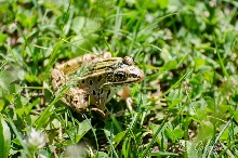 Leopard Frog