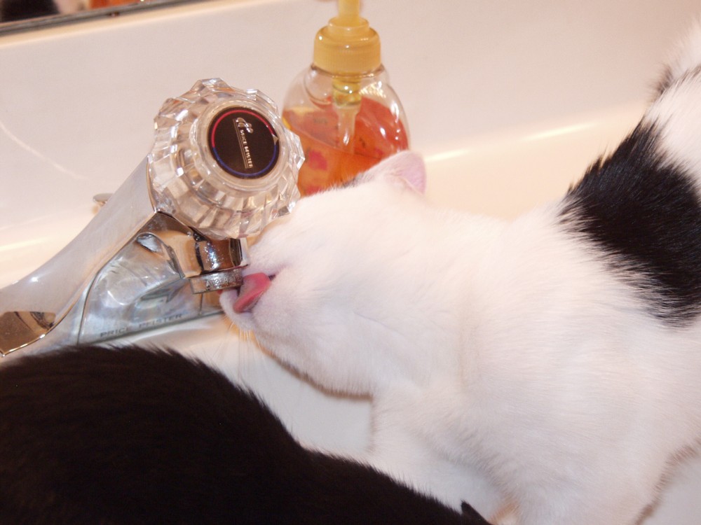 Clark drinking