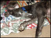 Lyta snoozing